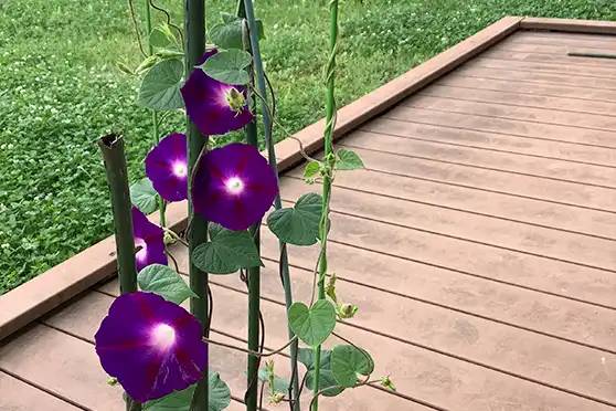 「中庭」の写真（夏）